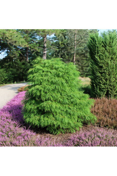 Cryptomeria ’Elegans Viridis’ догляд 